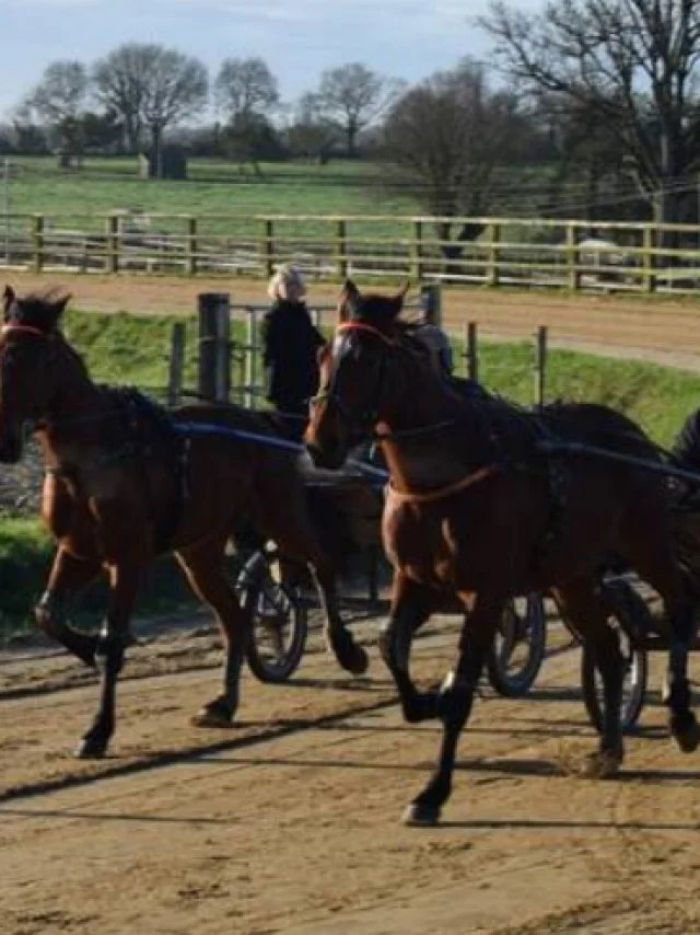 Mickael Lecourt Equestrian Farm