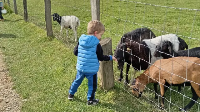 Enfant à l'arche DESNOE face à des chèvres