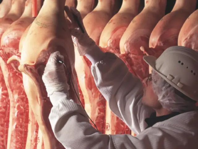 Holvia Porc