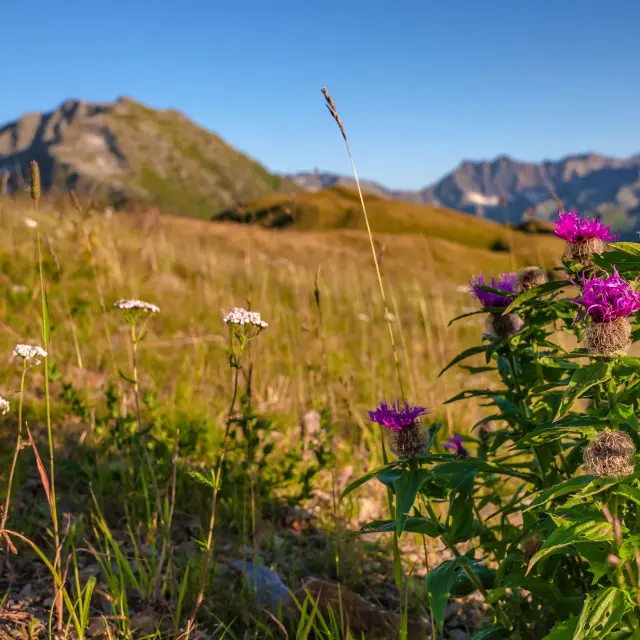 Estivales du Collet - Michael Mollier