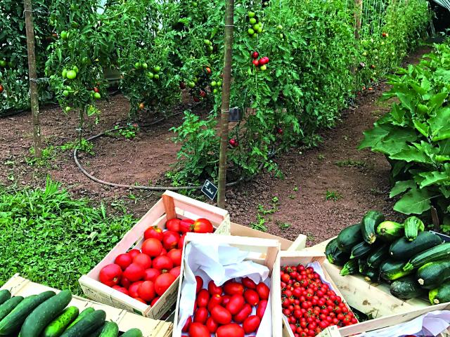 Légumes Jardin Potager 2017