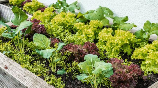 Hochbeet im Frühling