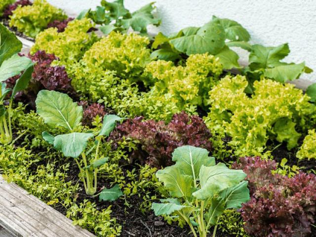 Hochbeet im Frühling