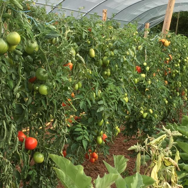 Tomates Jardin De Terrou©jcv.jpeg