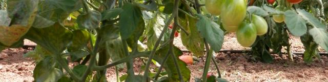 tomates cerise