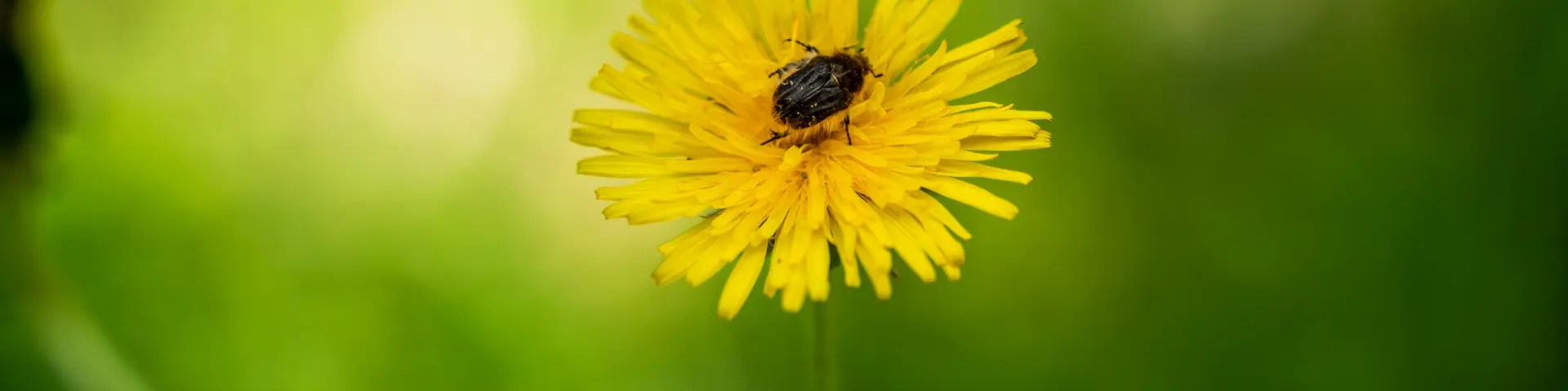 Fleur et insecte en Pays de Gourdon