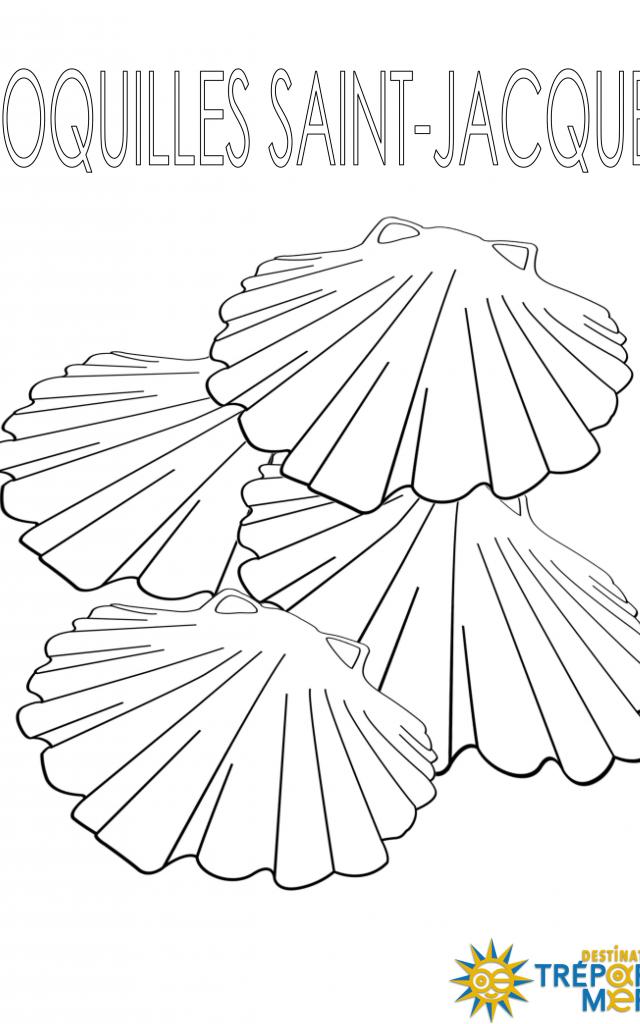 Coquilles Saint Jacques Coloriage