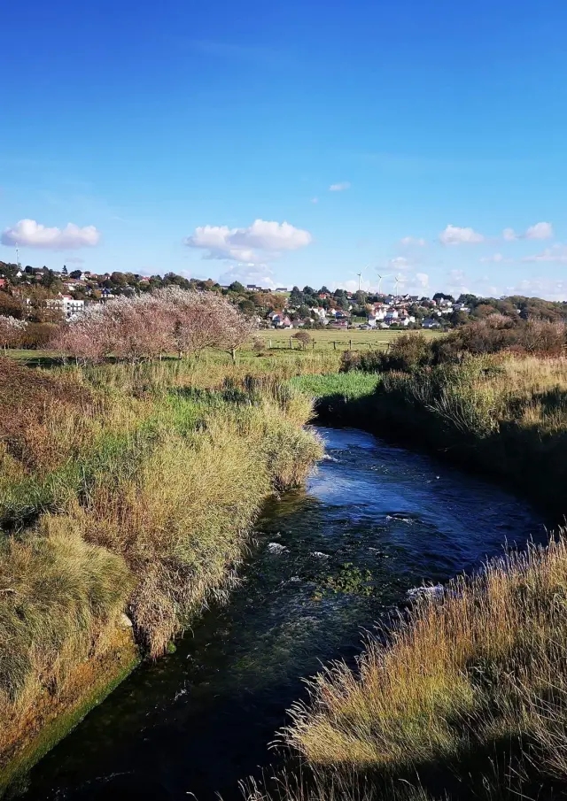 Criel-sur-Mer - Prés salés et zone humide