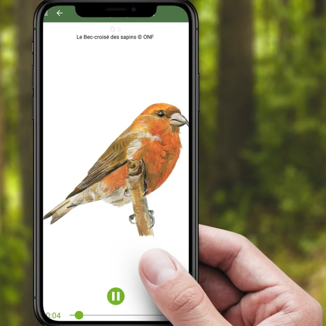 Balade Branchée Application 3