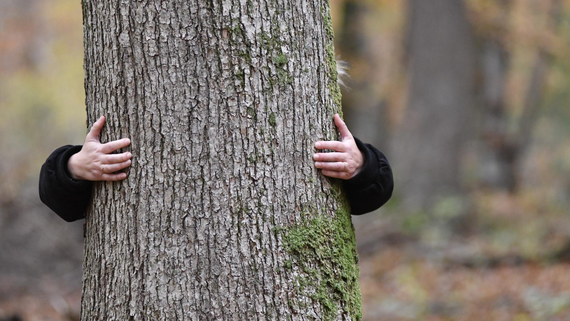 Forêt d'Eu, Sylvothérapie Avec Bettina Lanchais