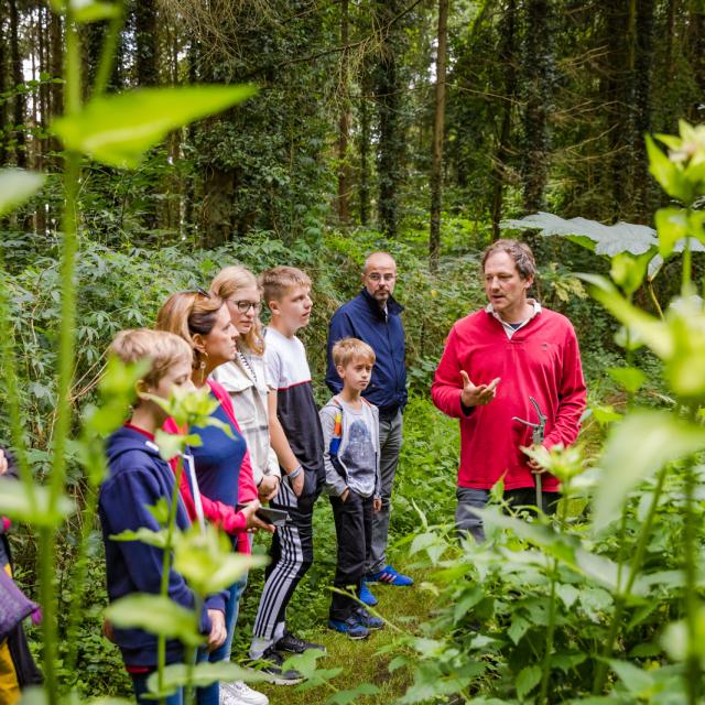 Jardin Jungle Karlostachys - Eu