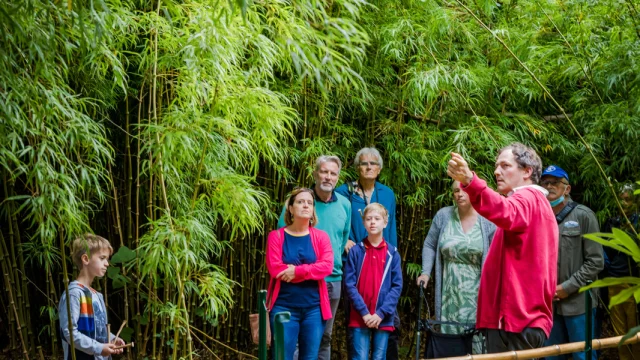 Jardin Jungle à Eu, plongez dans cet espace végétalisé unique en Normandie. Charles, son propriétaire vous emmène à la découverte des espèces végétales endémiques ramenées de ses différents voyages
