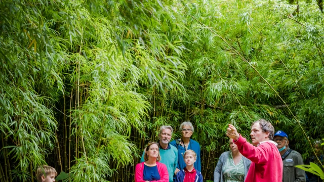 Jardin Jungle à Eu, plongez dans cet espace végétalisé unique en Normandie. Charles, son propriétaire vous emmène à la découverte des espèces végétales endémiques ramenées de ses différents voyages