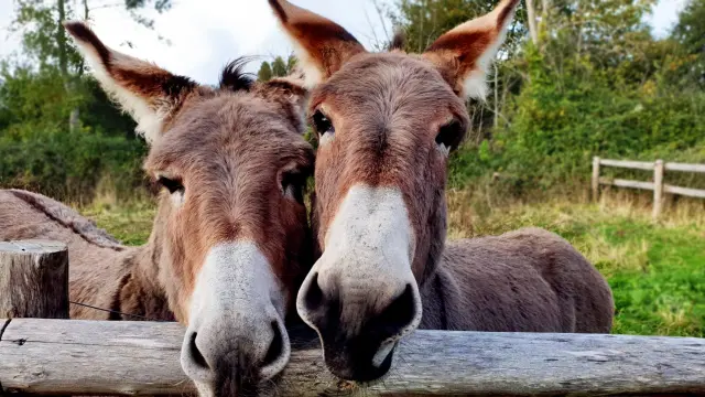 Criel Parc Manoir De Briancon 01 M. Bosse Panelle
