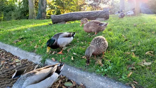 Criel Parc Manoir De Briancon 03 M. Bosse Panelle