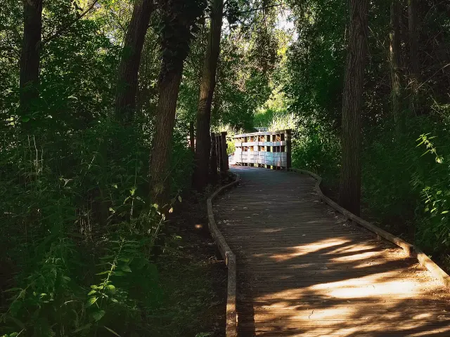 Le Treport Marais Ste Croix 02 M. Bosse Panelle