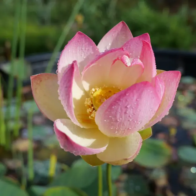 Le Jardin Jungle à Eu