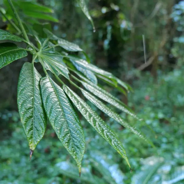 Eu, visitez le jardin jungle