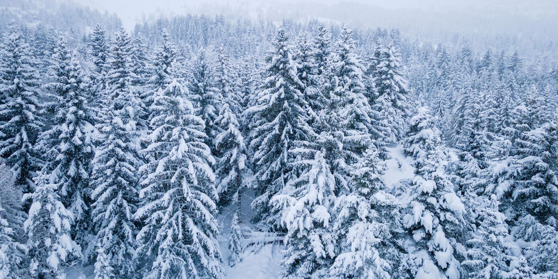 Hiver Paysages Sapins Enneigés ©ot Le Dévoluy 08 12 2021 (5)