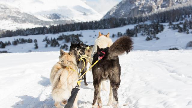Winteractiviteiten Sledehonden ©martin Girerd 2016 (46)