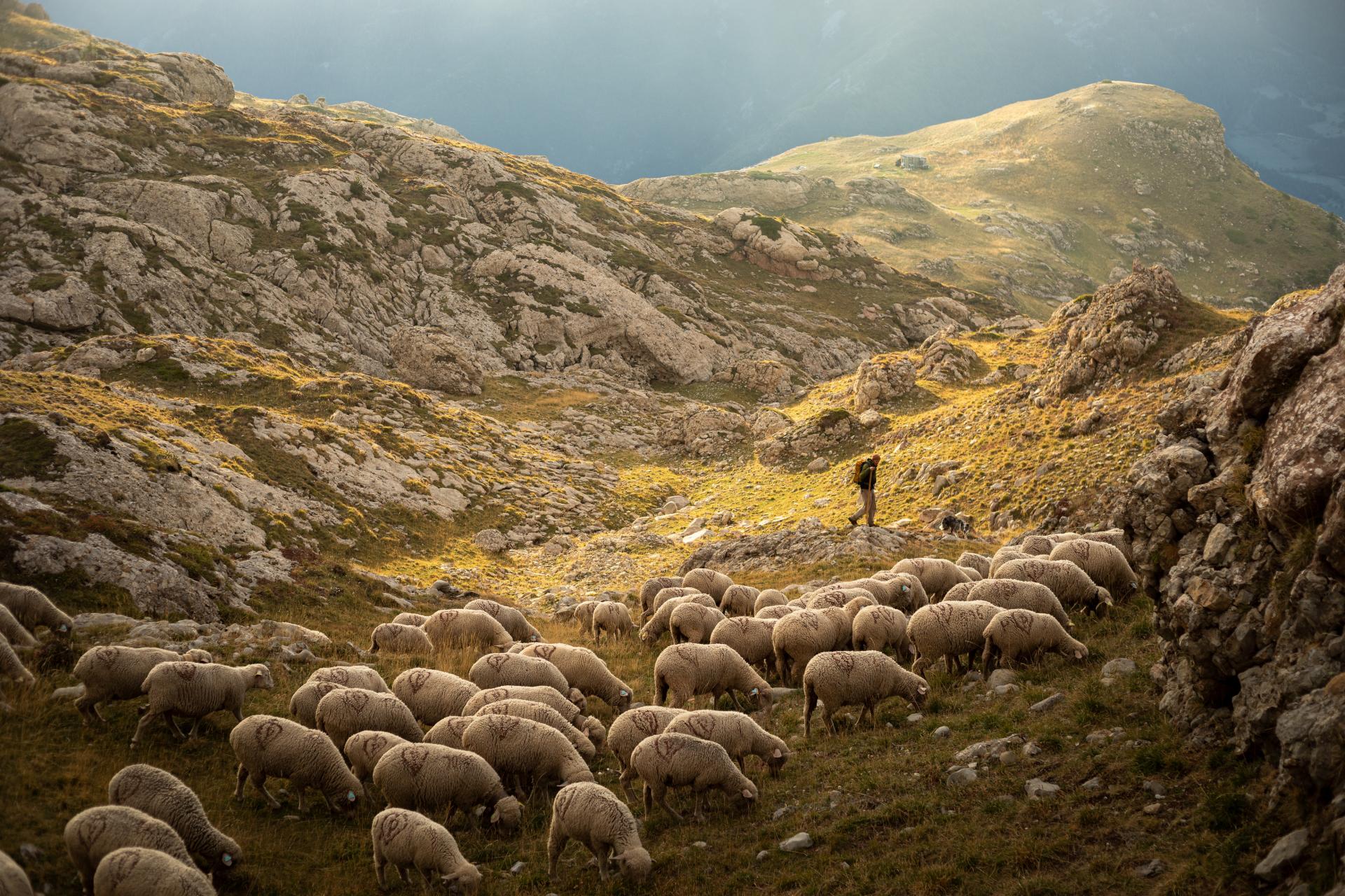 Berger et son troupeau dans le massif du Dévoluy, Hautes Alpes
