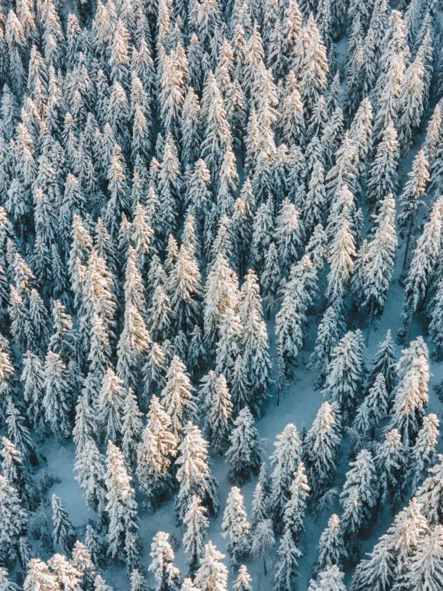 Winter Landscapes Firs Snow Otdevoluy 05 12 22 Drone 8