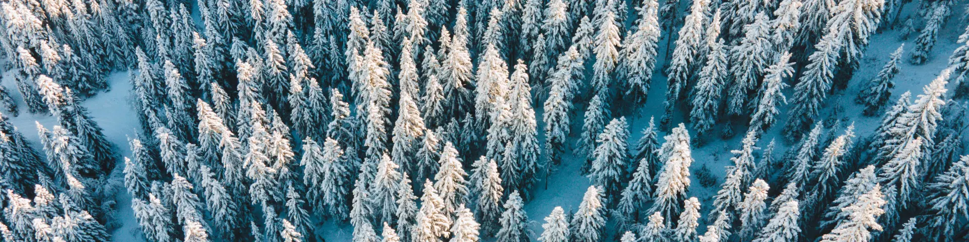 Luchtfoto van een besneeuwd dennenbos in de winter in Le Dévoluy.