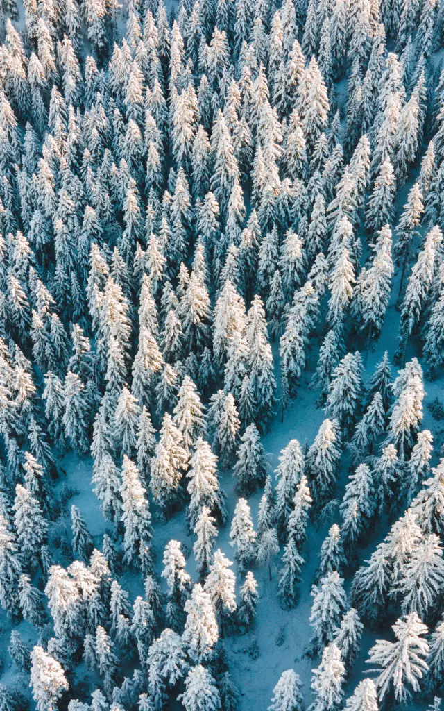 Vue aérienne d’une forêt de sapins enneigés en hiver dans le Dévoluy.