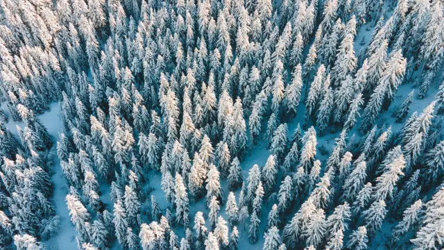 Vue aérienne d’une forêt de sapins enneigés en hiver dans le Dévoluy.
