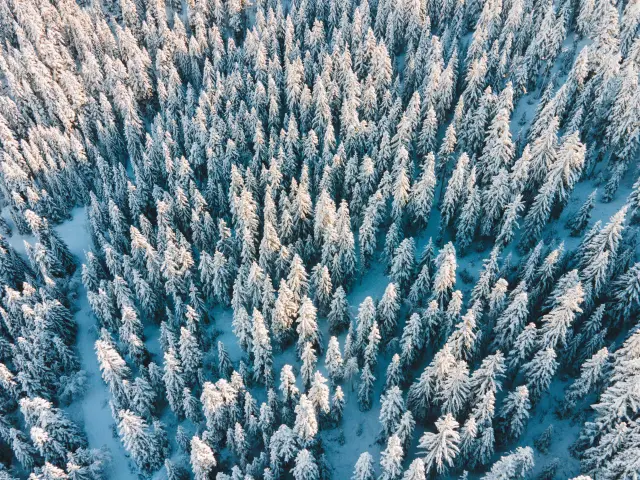 Aerial view of a snow-covered pine forest in winter in Le Dévoluy.