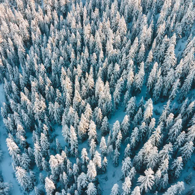 Vue aérienne d’une forêt de sapins enneigés en hiver dans le Dévoluy.