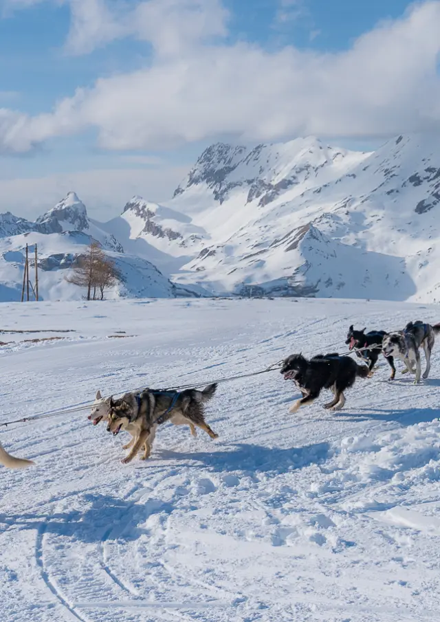 A team of sled dogs pulling a musher across a snowy plateau with the mountains of Le Dévoluy in the background.