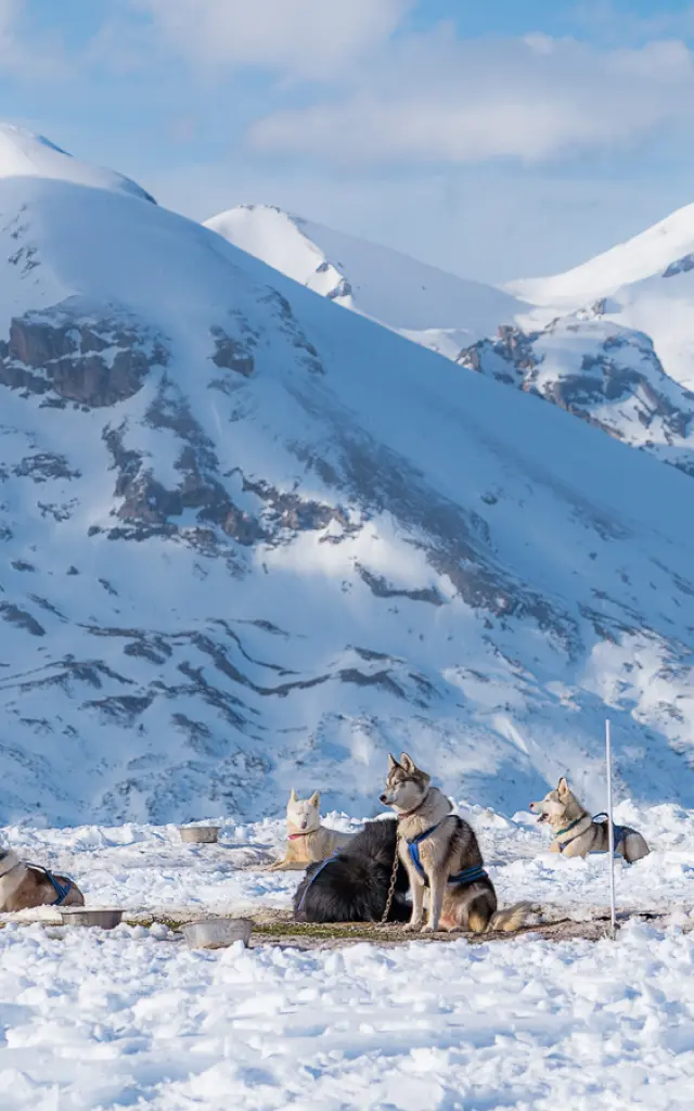 Sledehonden die uitrusten in de sneeuw met bergen op de achtergrond.