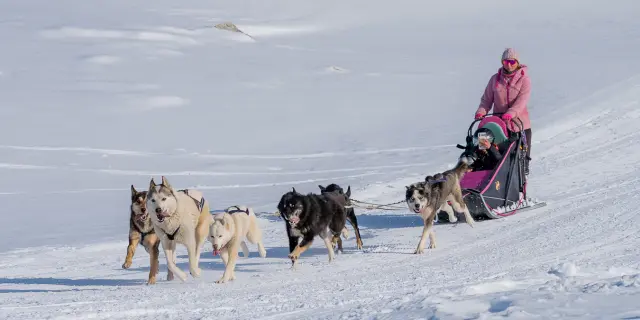 A dog sled team pulling a musher along a groomed snowy track in a winter landscape.