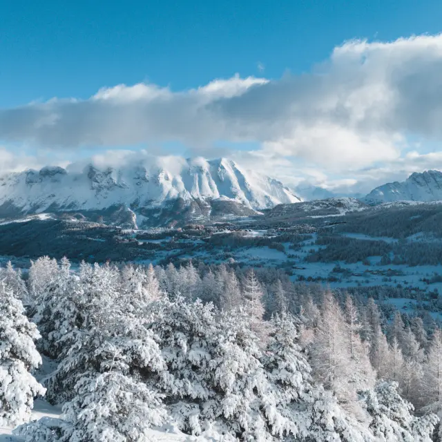 A snow-covered forest in the foreground with the Dévoluy mountains in the background under a winter sky, in the Hautes-Alpes.