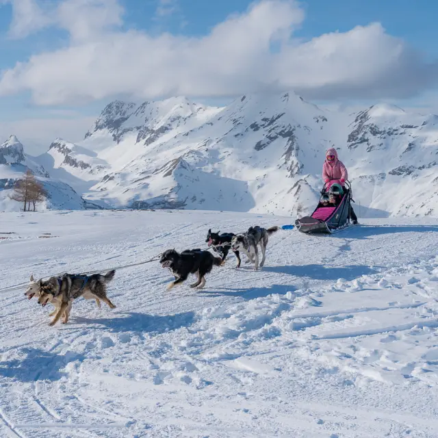 Attelage de chiens de traîneaux tirant un musher sur un plateau enneigé avec les montagnes du Dévoluy en arrière-plan.