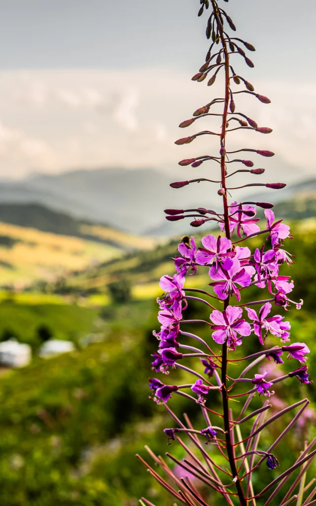 2024 Flora M.dubost Ot Lgb 6