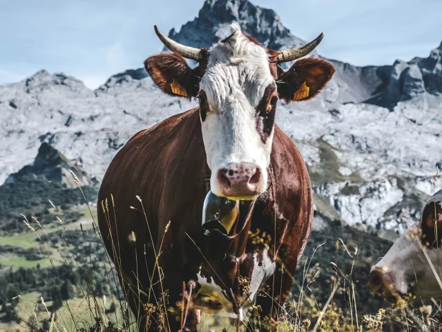 Vache Pointe Percee C. Chabod Le Grand Bornand Tourisme