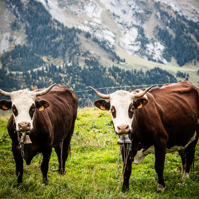 Vaches au Grand-Bornand dans un champ.