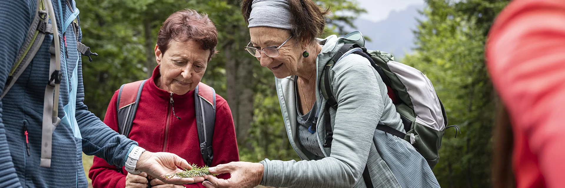 Un groupe de personne cueille des plantes en pleine forêt lors d'une sortie accompagnée