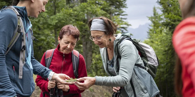Un groupe de personne cueille des plantes en pleine forêt lors d'une sortie accompagnée