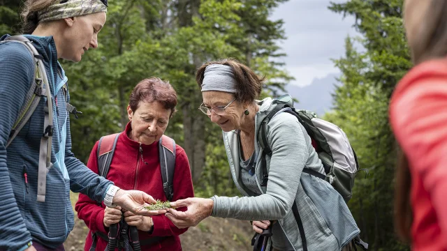 Un groupe de personne cueille des plantes en pleine forêt lors d'une sortie accompagnée
