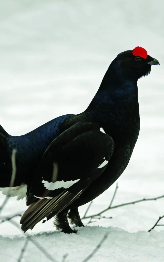 Le Tétras-Lyre mâle à sourcils rouges, espèce protégée des Alpes, dans son habitat naturel