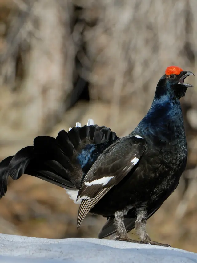 Le Tétras-lyre est une espèce emblématique de nos montagnes. Pour enrayer la régression de la population, un large partenariat, accompagné des régions et des DREAL AuRA et PACA, se mobilise afin de mettre en oeuvre le plan d’actions alpin pour la conservation du Tétras-lyre et de ses habitats.