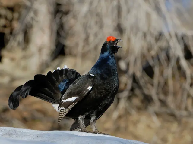 Le Tétras-lyre est une espèce emblématique de nos montagnes. Pour enrayer la régression de la population, un large partenariat, accompagné des régions et des DREAL AuRA et PACA, se mobilise afin de mettre en oeuvre le plan d’actions alpin pour la conservation du Tétras-lyre et de ses habitats.