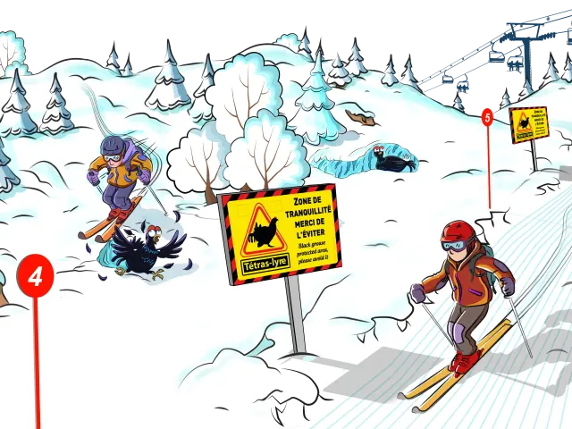 Illustration préservation du Tétras-Lyre