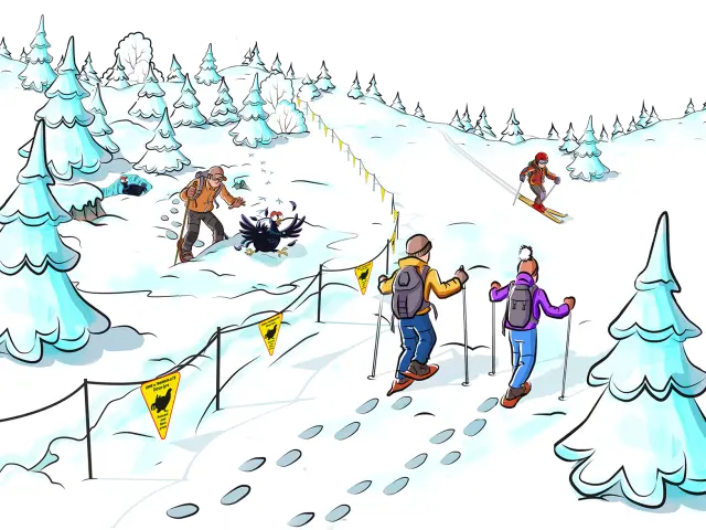 Illustration préservation du Tétras-Lyre