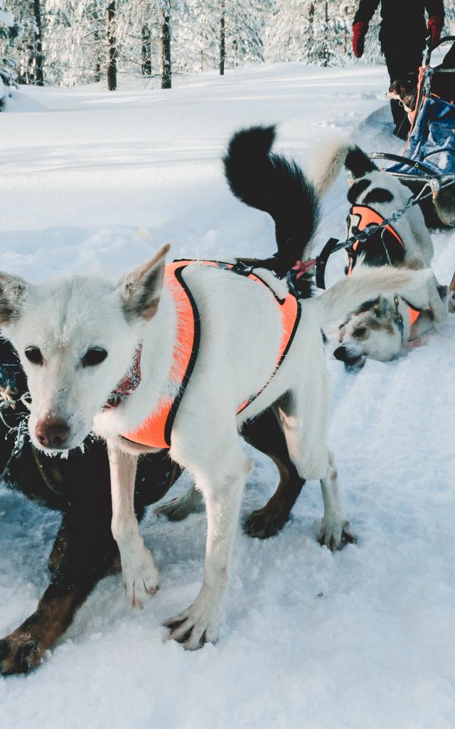317-les-2-alpes-activite-animaux-chien-de-traineau.jpg