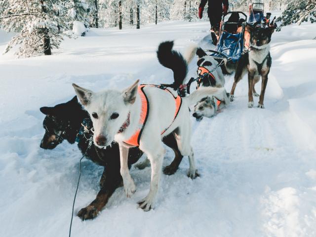 317-les-2-alpes-activite-animaux-chien-de-traineau.jpg