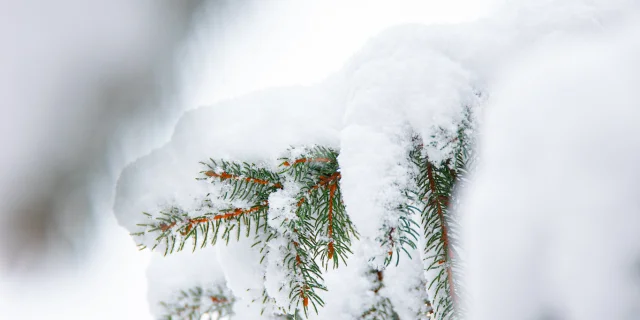 sapin-sous-la-neige.jpg